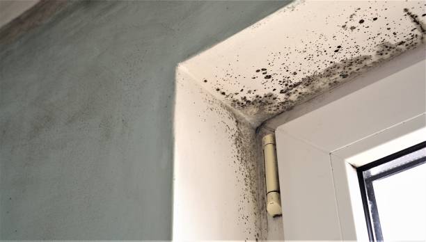 Environmental Consulting for Mold Prevention in Rio Verde, AZ