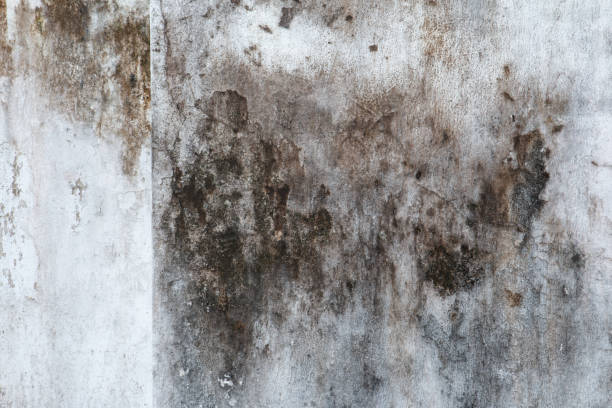 Trusted Rio Verde, AZ Mold Removal Experts