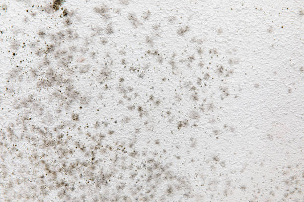 Best Air Quality Testing for Mold Spores  in Rio Verde, AZ