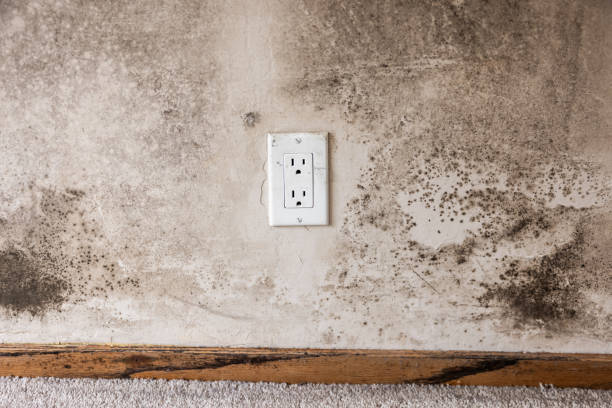 Best Industrial Mold Remediation  in Rio Verde, AZ