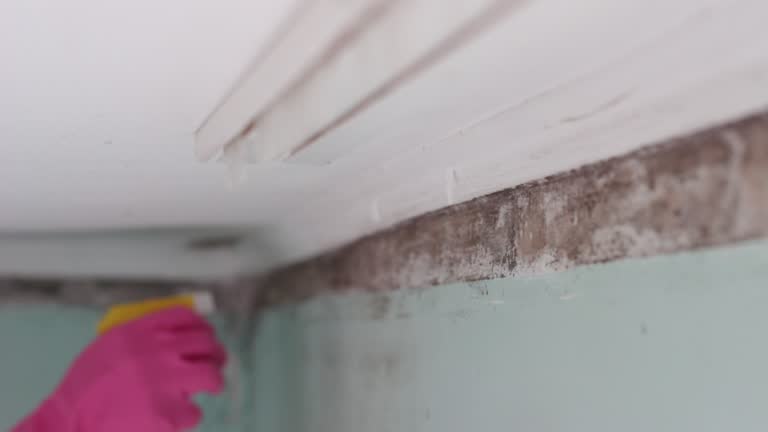 Best Mold Remediation for Healthcare Facilities  in Rio Verde, AZ